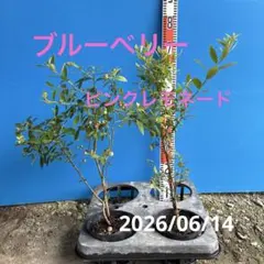 ブルーベリー苗 デライト＆コロンブス 準大苗セット ラビットアイ系 8