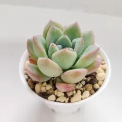 ikumi様 リクエスト 4点 まとめ商品