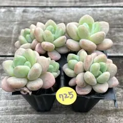 SALE❗️725多肉植物　エケベリア　ラクジン　抜き苗　寄せ植え　4苗セット❣️