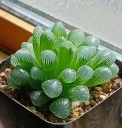 ハオルチア オブツーサ 大株の美株 現物