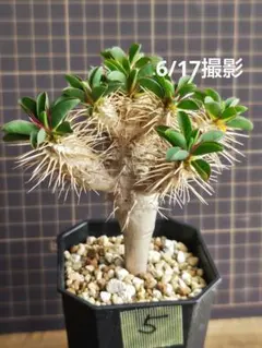 ⑤ギラウミニアナ　2024年播種　極太 良型 自家採取種子での実生。のサムネイル