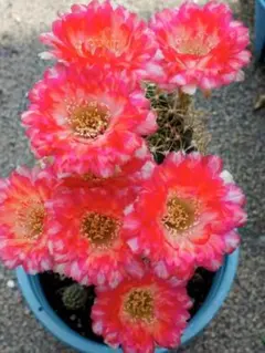 7-紅梅 超人気 花サボテン メディオロビビア カキコ - メルカリ