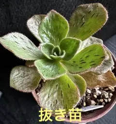 2026年最新】観葉植物 アエオニウムの人気アイテム - メルカリ
