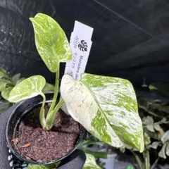 2026年最新】モンステラ デリシオーサ 斑入りの人気アイテム - メルカリ