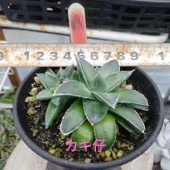 皐月さつき 盆栽素材【飛鳥錦 あすかにしき】AN19 - メルカリ