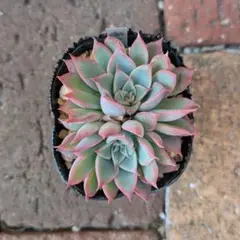 モモタロウ様 リクエスト 2点 まとめ商品