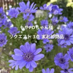 薄紫のミヤコワスレ - メルカリ