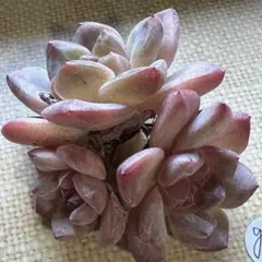 ミ*マ様 No.g721 雪芙蓉　エケベリア　多肉植物　撮影12月12