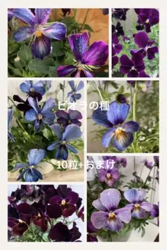 彩*中様 ビオラ種 10粒　おまけつきのサムネイル