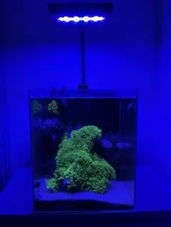 2026年最新】zoox リーフナノの人気アイテム - メルカリ