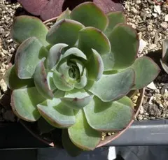 多肉植物 プリドニス 抜き苗 - メルカリ