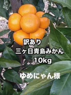 ★ゆめにゃん様★訳あり三ヶ日青島みかん 10kg