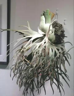 2026年最新】jade girl sporeの人気アイテム - メルカリ