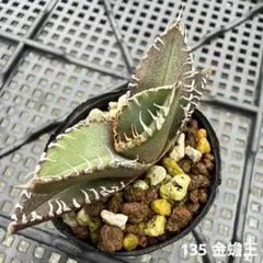 2026年最新】金蝉 アガベの人気アイテム - メルカリ