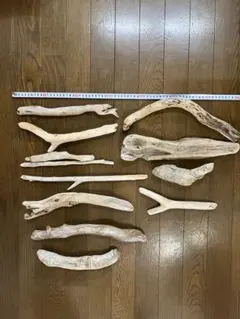 ホウオウボク豆・(種40個〜)オーナメント飾り・花材・種子・枝物