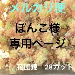 カット苗　多肉　詰め合わせ　寄せ植え　花団錦　レッドベリーhyb　28カット