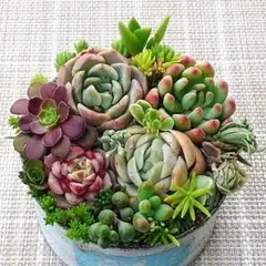 i.寄植えセット　ムラサキブドウ&エケベリア&セダムmix　多肉植物