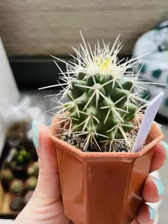 kk27kk29ss22様 リクエスト 4点 まとめ商品