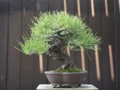 関野正 黒松 盆栽 - メルカリ