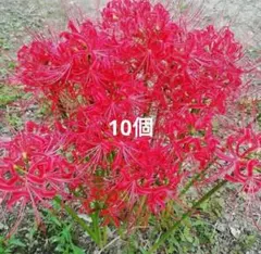 彼岸花球根 大小混合（300g後半で収まる分） - メルカリ