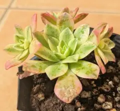 2026年最新】観葉植物 アエオニウムの人気アイテム - メルカリ