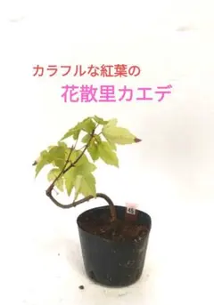 【希少】楓 かえで カエデ 楓盆栽 かえで盆栽 ミニ盆栽 紅葉【千里苑様】 希少】楓 かえで カエデ 楓盆栽 かえで盆栽 ミニ盆栽 紅葉【千里