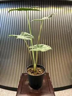 m*n様 アロカシア ロンギロバブラック ピンク斑入り 芋株 - メルカリ