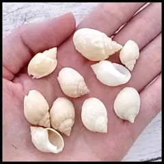 イボヨフバイ磨き 貝 貝殻 シェル ピアス イヤリング パーツ ハンドメイド 海