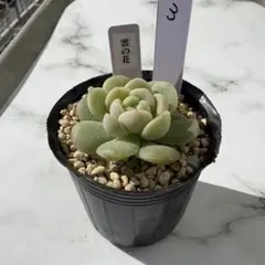 2025年最新】ミックスベリア 円の人気アイテム - メルカリ