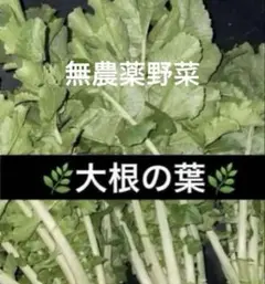 極上天然 ウドブキ 300g ボンナ 信州北アルプス産 くわだい ボウナ