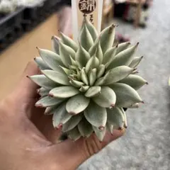 ☆専用☆ 多肉植物 カランコエ もふもふ兎シリーズ♡ リクエストの
