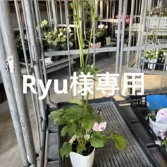 Ryu様専用