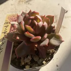 114 多肉植物　サンセットグレイ　ミックスベリア おらいさん抜き苗