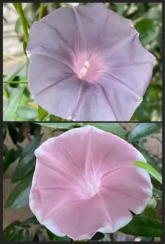 鮎様　　バラ枝と朝顔の種　グレイミスト　オベロン