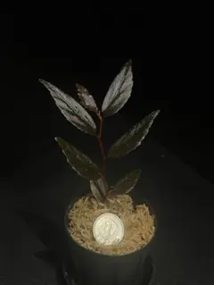 Begonia sp. Julau　ベゴニア sp. ジュラウのサムネイル