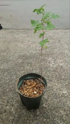 2026年最新】ラズベリー 苗 トゥラミーンの人気アイテム - メルカリ