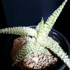 2026年最新】ハオルチア 斑入りの人気アイテム - メルカリ