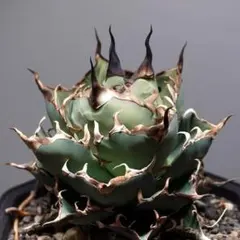 池*様 アガベ 海王 陽炎　中子株 fit=scale-down,w=1200