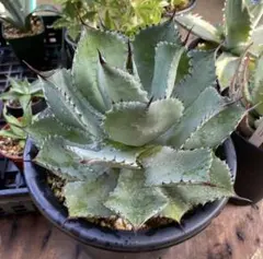 2026年最新】ブルーフレイム アガベの人気アイテム - メルカリ