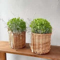 アナベルかご盛り