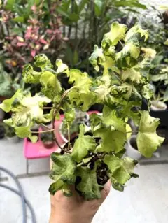 ヘデラ・ムーンライト　希少種　大きい株 室外ok 観葉植物　育てやすい 初心者向のサムネイル