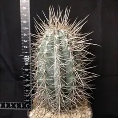 パキケレウス 武倫柱 強刺 大型 ドライガーデン 弁慶柱 柱サボテン メルカリ便 2026年最新】パキケレウスの人気アイテム - メルカリ