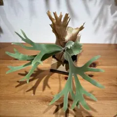 P. Dovanhue. Original From Patra Garden. - メルカリ
