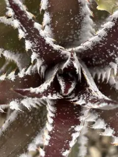 ディッキア Dyckia Code NW-44 Bill Baker - メルカリ