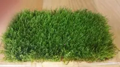 ☆送料無料☆ハイゴケ22cm×14cmサイズ(コケ玉テラリウム)コケの育て方付きのサムネイル