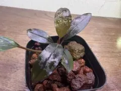 Bucephalandra sp.