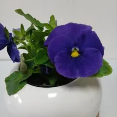 2026年最新】パンジーの人気アイテム - メルカリ