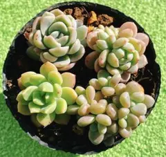 多肉植物 エケベリア他 抜き苗セット