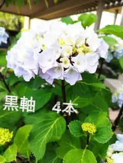 みよちゃん様 リクエスト 2点 まとめ商品