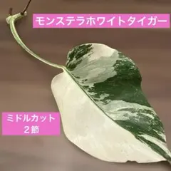 2026年最新】斑入りモンステラ ハーフムーンの人気アイテム - メルカリ